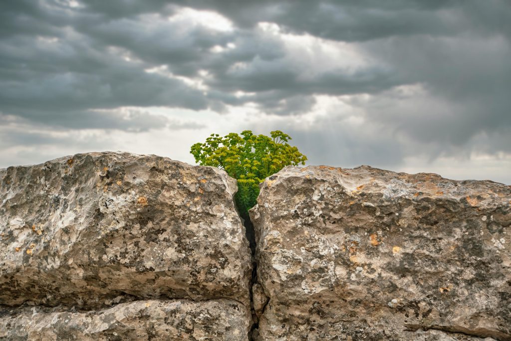 WHEN SURVIVAL FEELS LIKE A MIRACLE A vibrant green plant thriving between rugged rocks under a moody sky, symbolizing resilience.